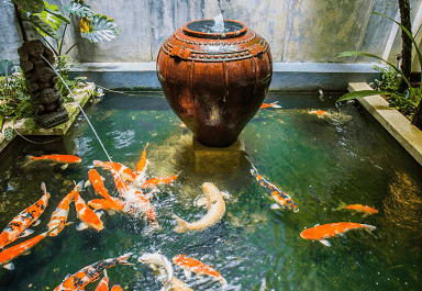 Koi pond