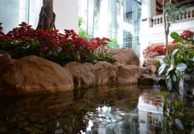 Koi Pond