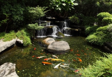 Koi Pond