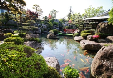 Koi Pond