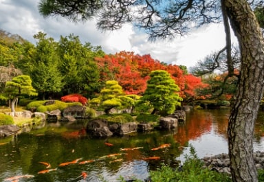 Koi Pond