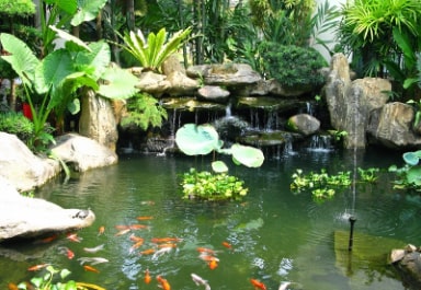 Koi Pond