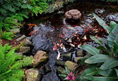 Koi Pond