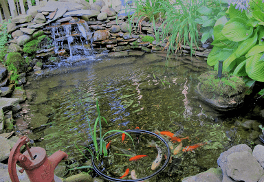 Koi pond