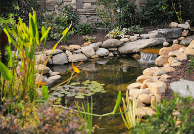 Koi pond