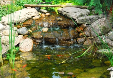 Koi Pond
