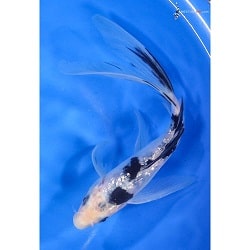 Shiro Bekko Koi