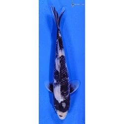 Shiro Utsuri Koi