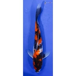Showa Koi