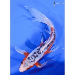Shusui Koi
