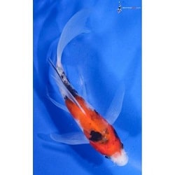 Taisho Sanke Koi