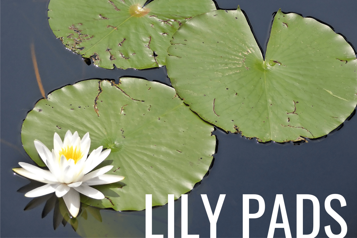 How to Plant Lily Pads in a Pond