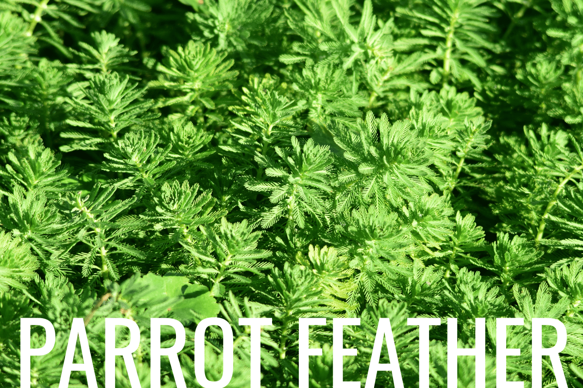 How to Plant Parrot Feather in a Pond (Care & Grow Guide)