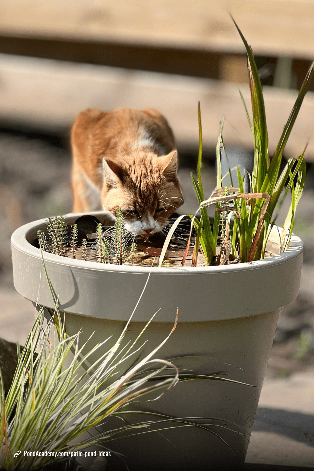 Patio pond idea 7
