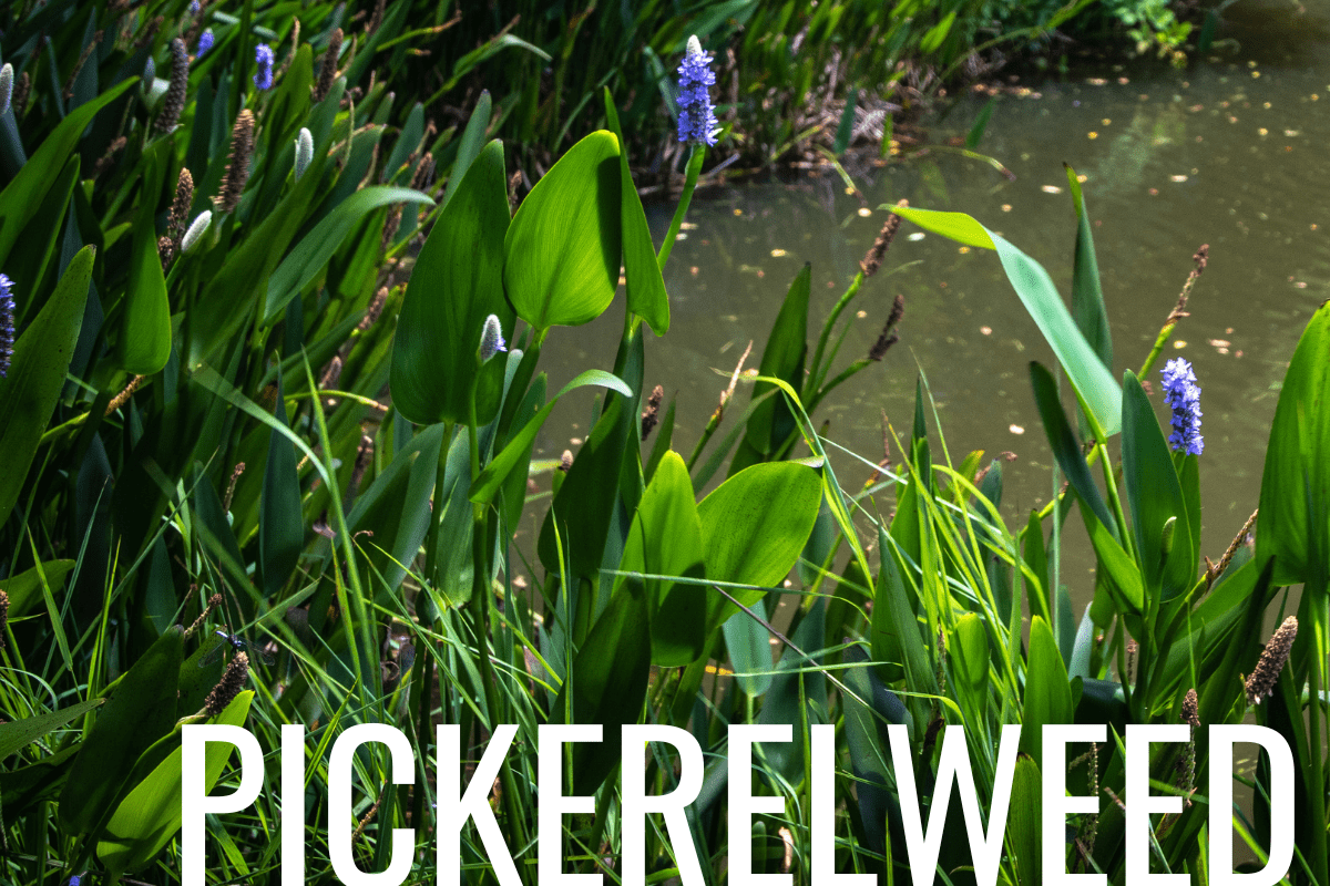How to Plant Pickerelweed in a Pond (Care & Grow Guide)