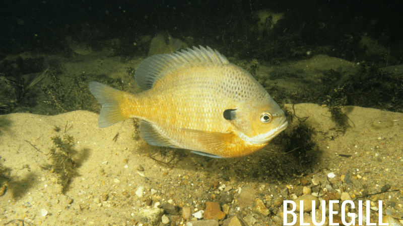 Bluegill sunfish in a freshwater pond