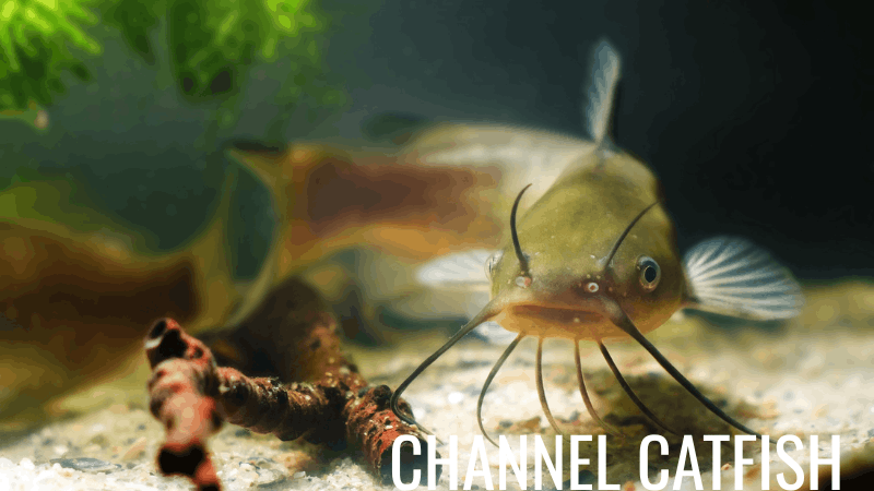 Channel catfish swimming near the bottom of a pond