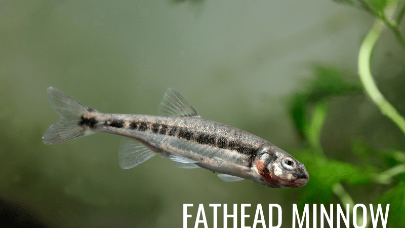 Fathead minnow swimming in pond water