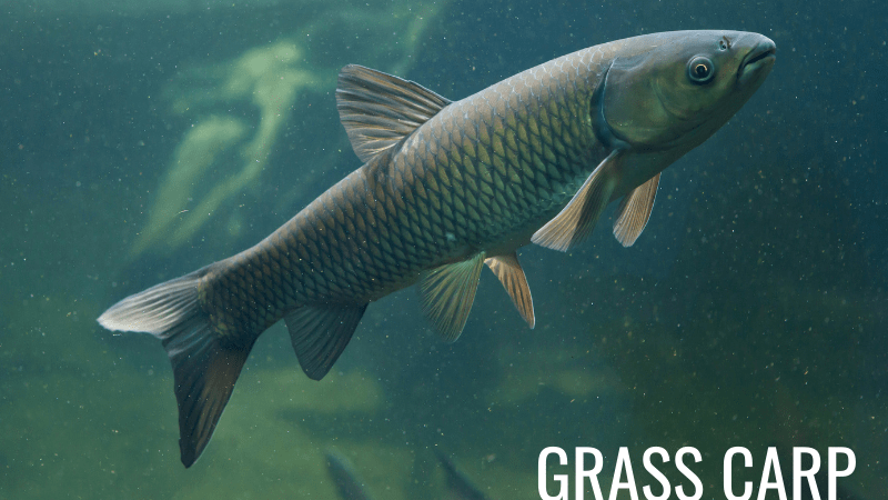 Triploid grass carp used for aquatic vegetation management