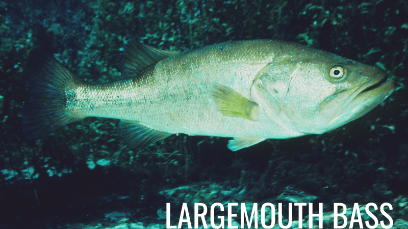 Largemouth bass swimming in an earthen pond