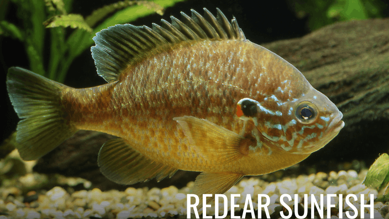 Redear sunfish also known as a shellcracker