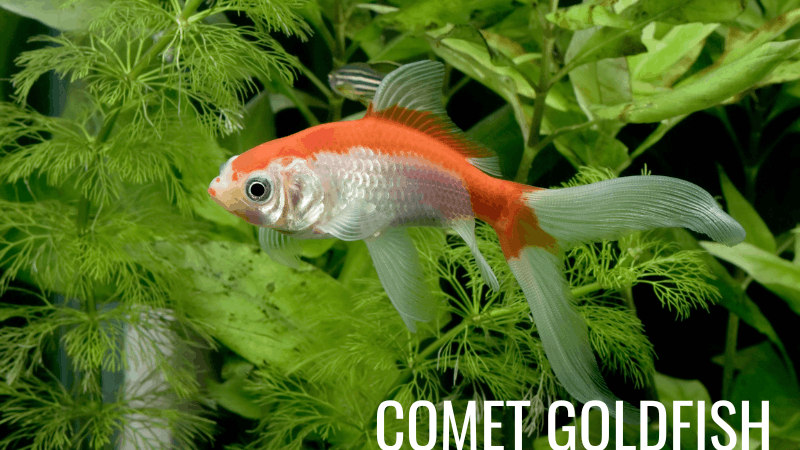 Red and white Sarasa comet goldfish viewed from above
