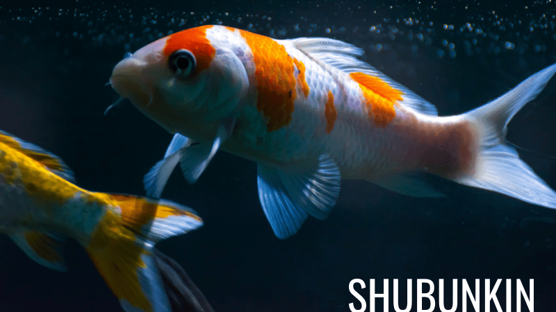 Calico shubunkin goldfish swimming in a backyard pond