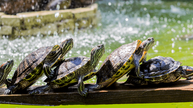 Should I put turtles in my pond?