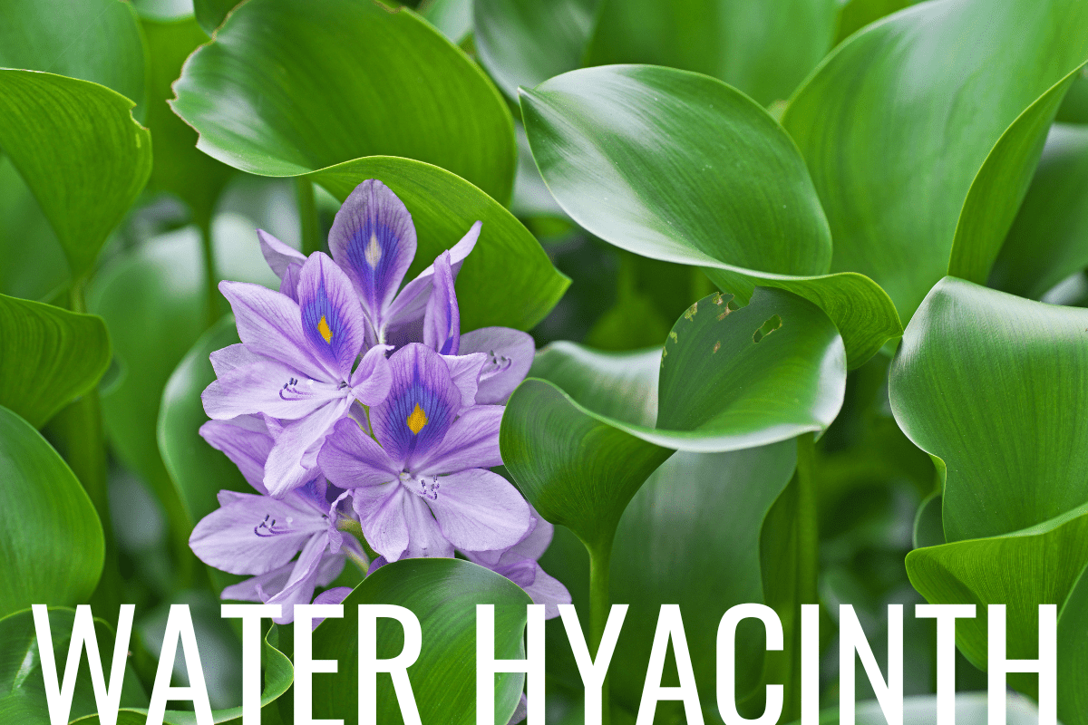 How to Plant Water Hyacinth in a Pond (Care & Grow Guide)