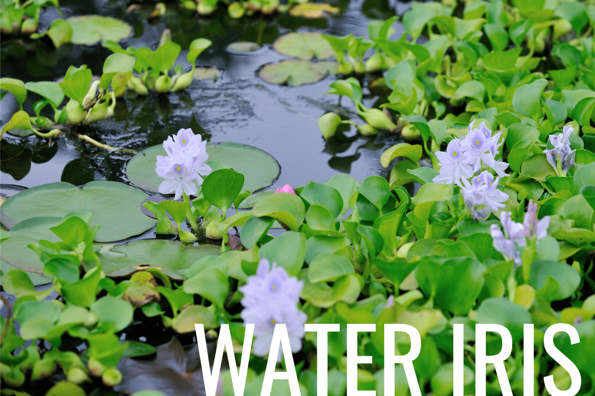 How to Plant Water Iris in a Pond (Care & Grow Guide)